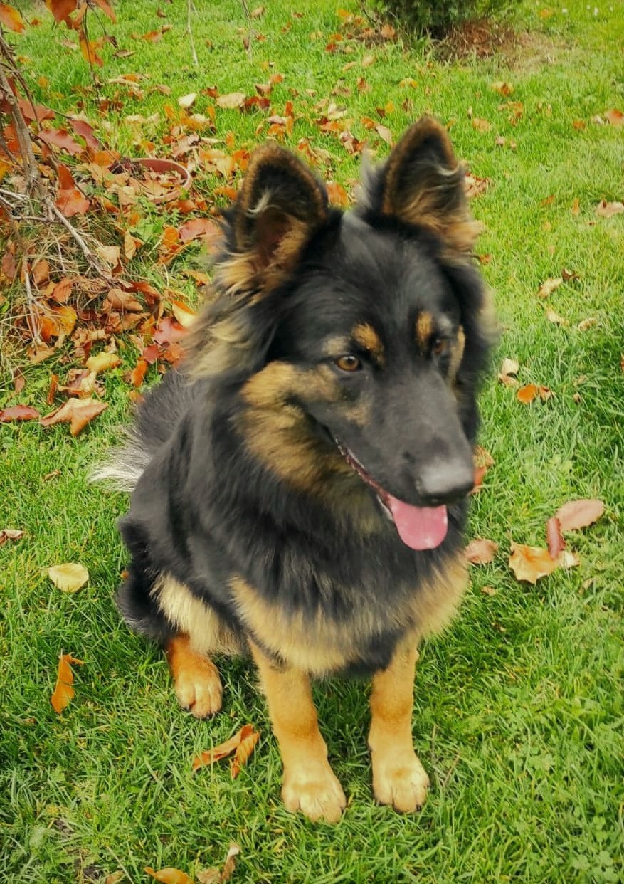 Izzie